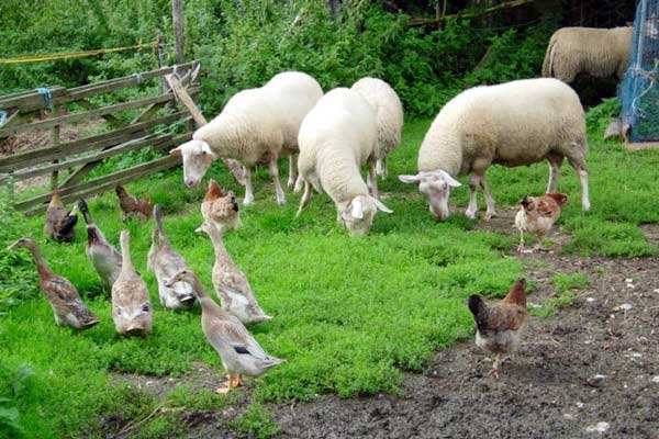 有機(jī)農(nóng)業(yè)品牌定位應(yīng)該突出新奇性么？