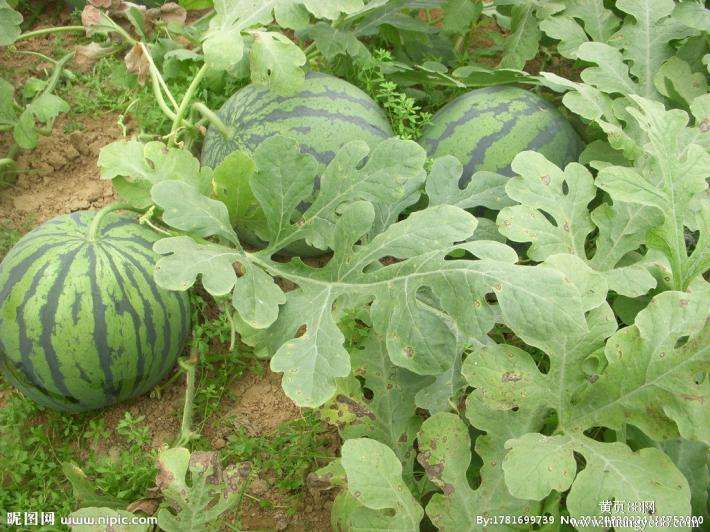 西瓜農(nóng)業(yè)品牌策劃如何做？