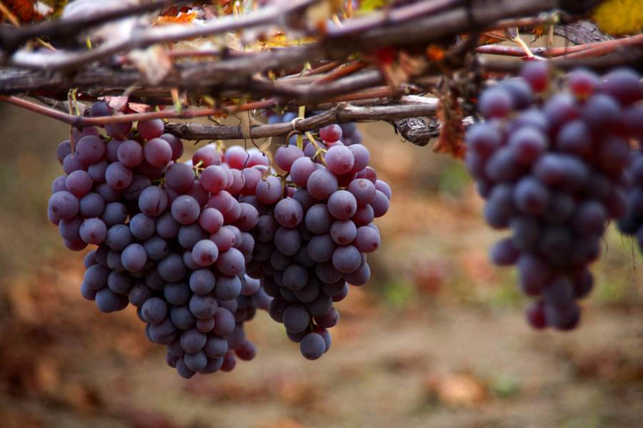 農(nóng)業(yè)品牌營銷：葡萄品牌營銷好做嗎？怎么做呢？