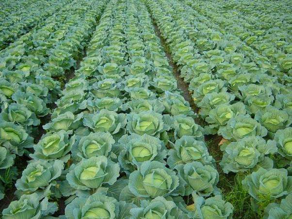 農(nóng)業(yè)品牌策劃的作用是什么呢？