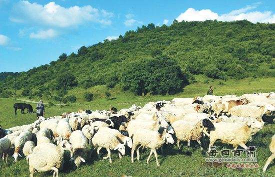 農(nóng)業(yè)品牌策劃公司需要培養(yǎng)這樣的團隊嗎？