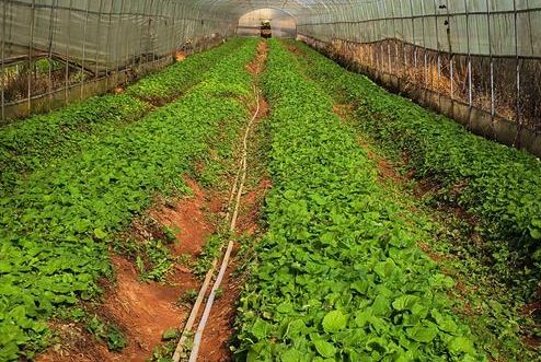 農(nóng)產(chǎn)品品牌策劃公司如何培養(yǎng)團隊？