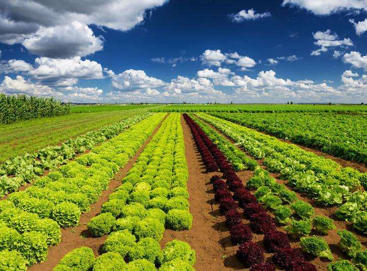 農(nóng)產(chǎn)品品牌設計有多重要？