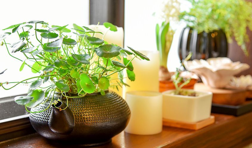 上海綠植租賃公司有哪些_辦公室綠植租擺_上海綠植租賃公司