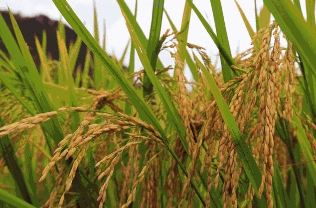 農(nóng)業(yè)品牌策劃公司哪家好？