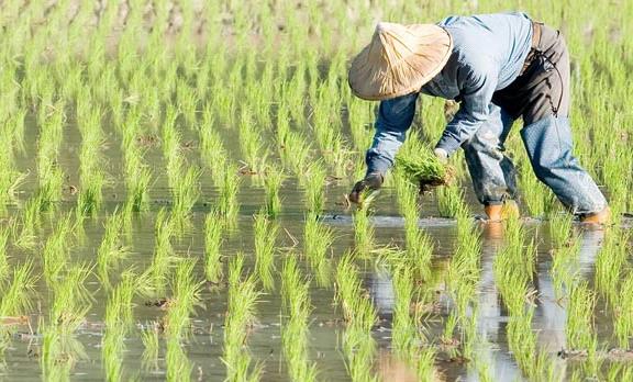 農(nóng)業(yè)品牌戰(zhàn)略規(guī)劃，對(duì)業(yè)務(wù)成功的作用