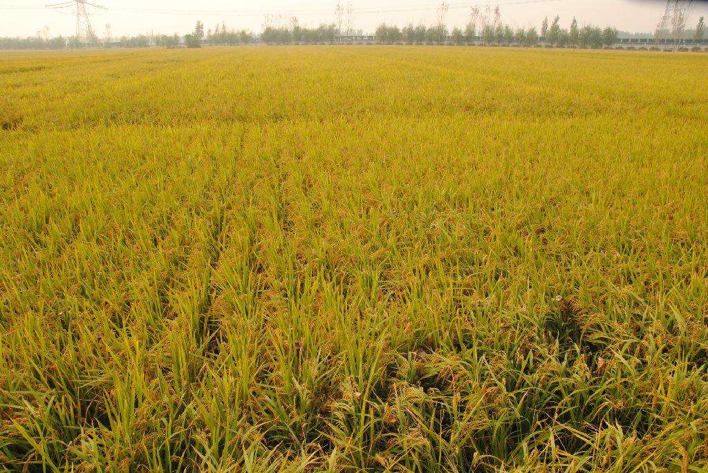 品牌定位，農(nóng)業(yè)品牌定位，大米品牌定位