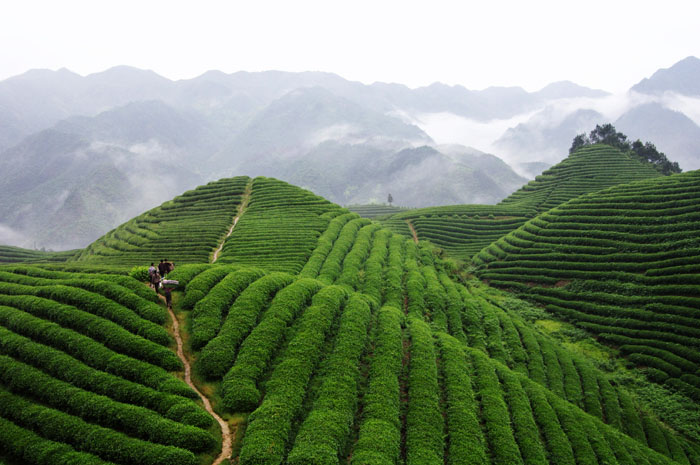 品牌形象，農(nóng)業(yè)品牌定位