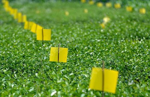 農(nóng)業(yè)品牌策劃，農(nóng)業(yè)品牌策劃公司