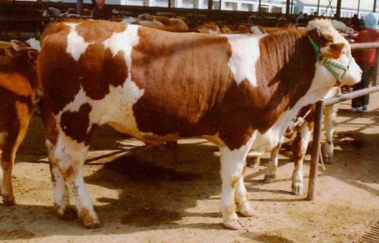 肉牛產(chǎn)業(yè)全案營(yíng)銷(xiāo)策略 肉牛產(chǎn)業(yè)全案營(yíng)銷(xiāo)策略