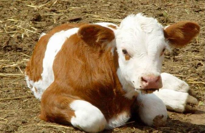 肉牛產(chǎn)業(yè)全案營(yíng)銷(xiāo)策略 肉牛產(chǎn)業(yè)全案營(yíng)銷(xiāo)策略