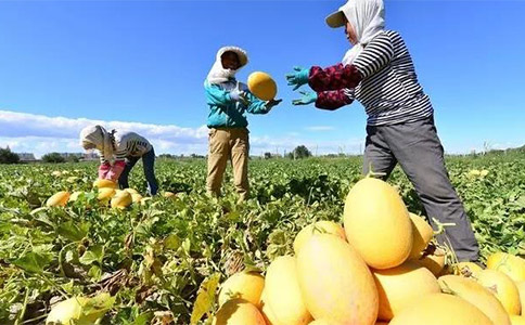 農(nóng)業(yè)品牌全案營(yíng)銷(xiāo)應(yīng)保障農(nóng)民的基本利益 農(nóng)業(yè)品牌全案營(yíng)銷(xiāo)應(yīng)保障農(nóng)民的基本利益