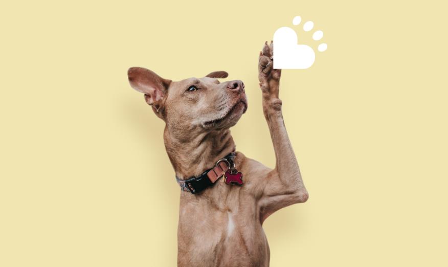 打造寵物護理品牌 打造寵物護理品牌