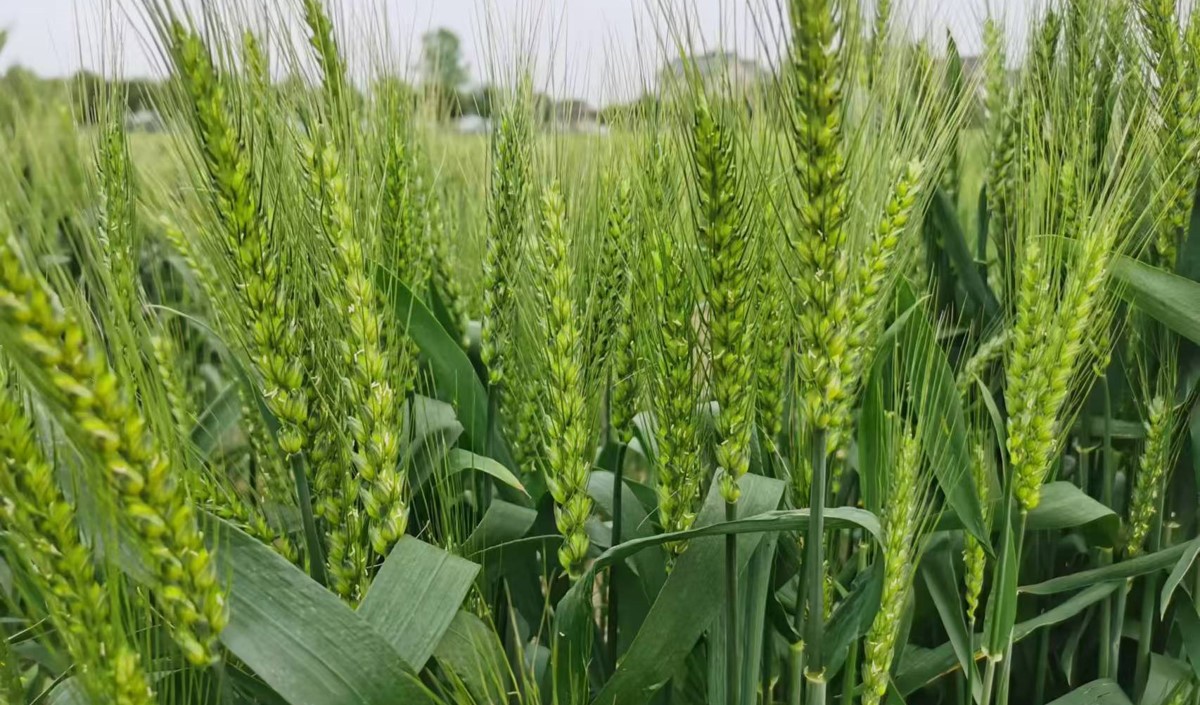 農產(chǎn)品區(qū)域品牌策劃與品牌策劃全案公司推薦