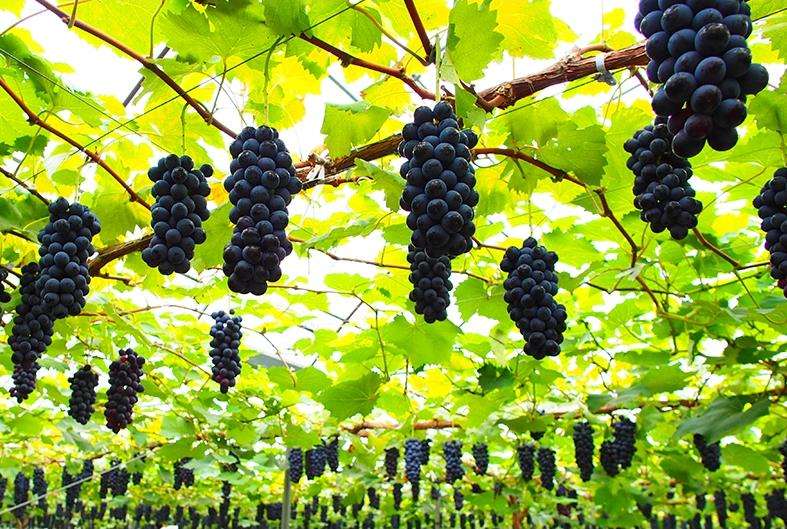 聚焦品牌轉(zhuǎn)型升級(jí)，推動(dòng)馬陸葡萄品牌力持續(xù)向上