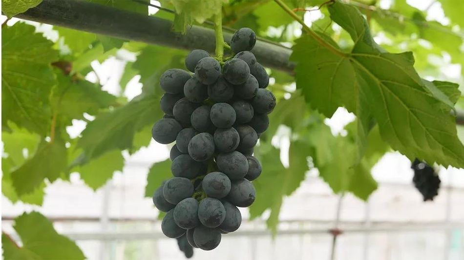 聚焦品牌轉(zhuǎn)型升級，推動馬陸葡萄品牌力持續(xù)向上