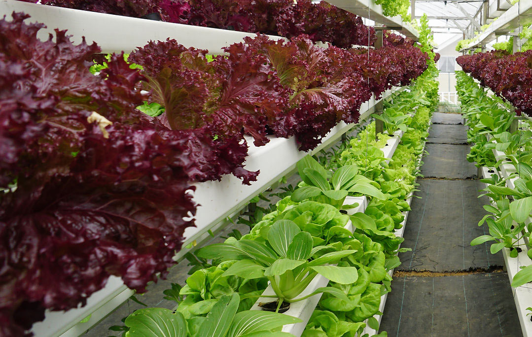 農業(yè)如何建設公共品牌 農業(yè)如何建設公共品牌