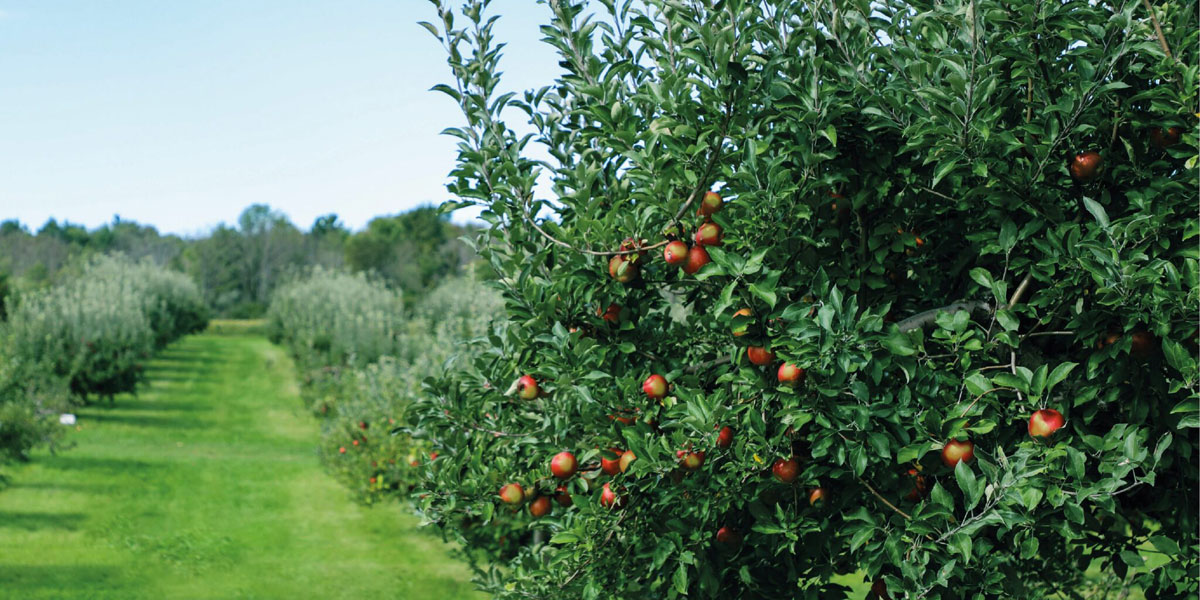 果業(yè)公司品牌建設(shè):水果品牌設(shè)計 果業(yè)公司品牌建設(shè):水果品牌設(shè)計