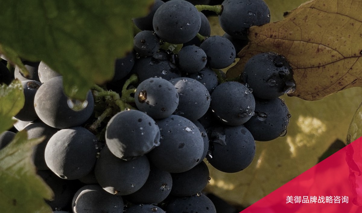 葡萄種植企業(yè)如何策劃成為區(qū)域知名品牌-農業(yè)品牌策劃