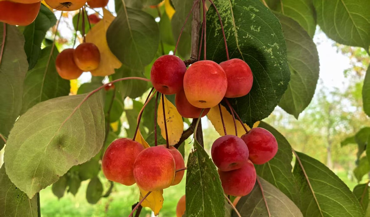 2025春節(jié)后農業(yè)類公司營銷攻略-美御