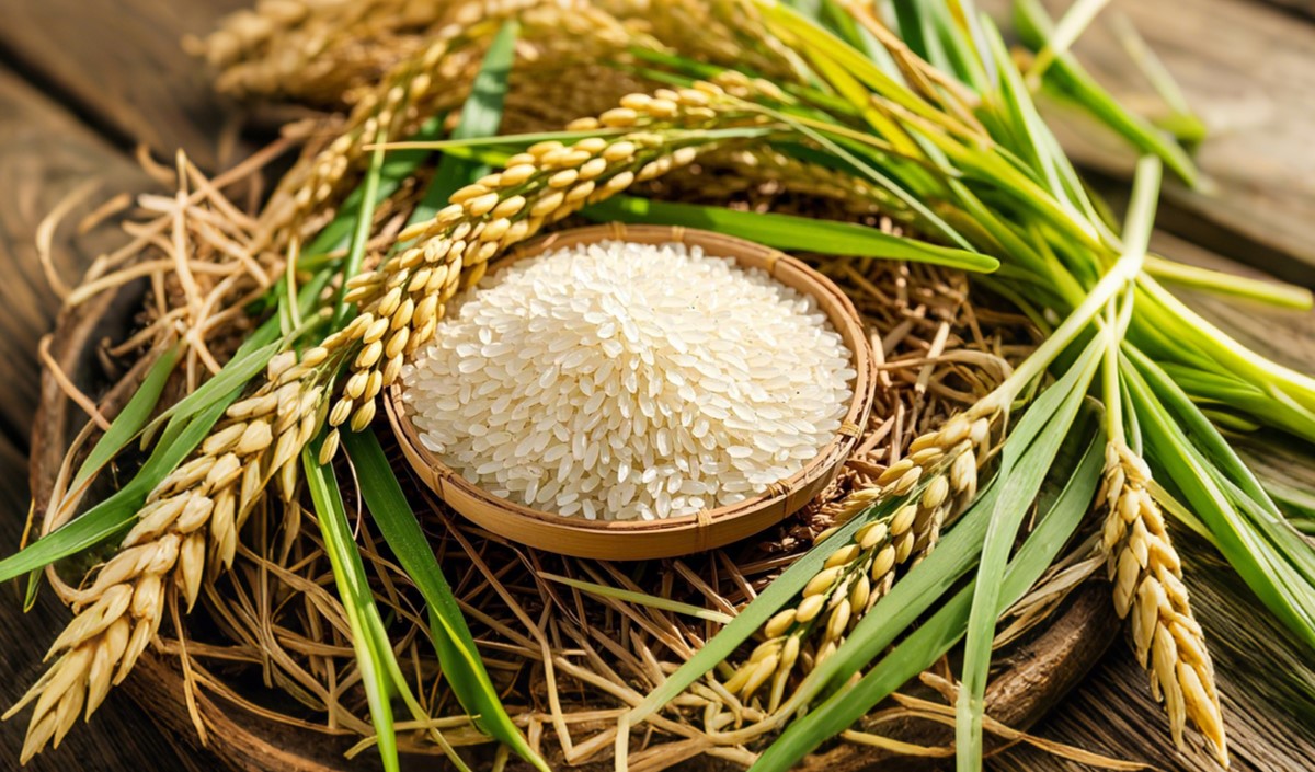 農業(yè)企業(yè)如何打造高端大米品牌的全案方案