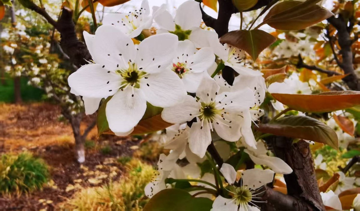 農業(yè)企業(yè)是否需要做品牌：品牌建設的價值有哪些？