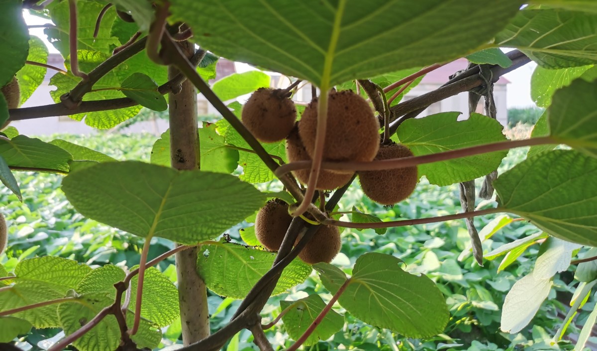 品牌農業(yè)破局之道：從“賣產(chǎn)品”到“賣價值”的戰(zhàn)略升級