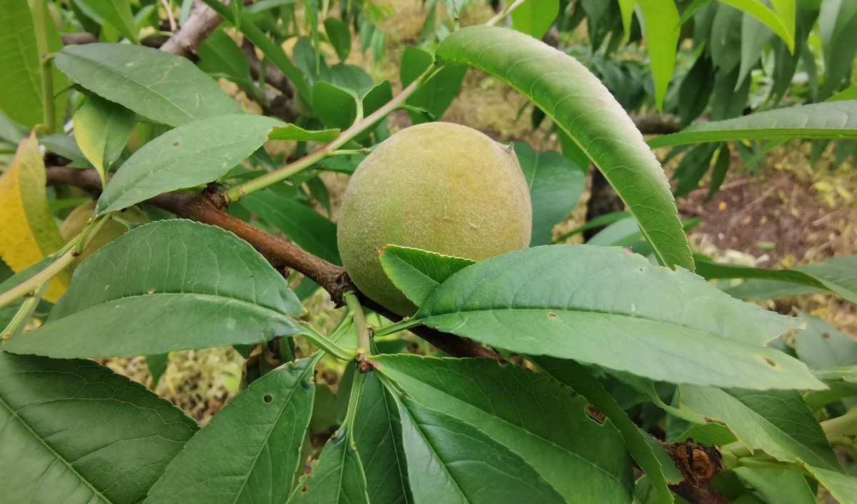 水蜜桃產(chǎn)業(yè)發(fā)展機會與品牌農(nóng)業(yè)建設策劃指南 水蜜桃產(chǎn)業(yè)發(fā)展機會與品牌農(nóng)業(yè)建設策劃指南