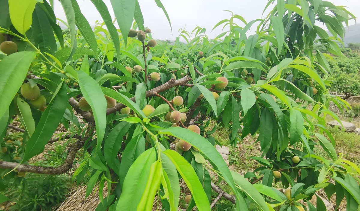 水蜜桃產(chǎn)業(yè)發(fā)展機會與品牌農(nóng)業(yè)建設策劃指南 水蜜桃產(chǎn)業(yè)發(fā)展機會與品牌農(nóng)業(yè)建設策劃指南