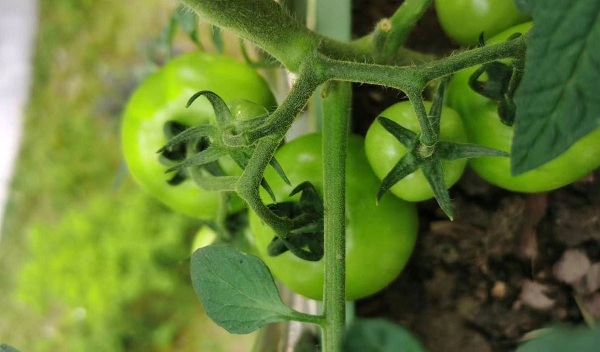 農業(yè)品牌策劃公司推薦：口碑好的選擇助您品牌騰飛